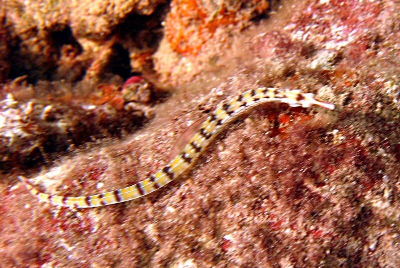 Pipefish