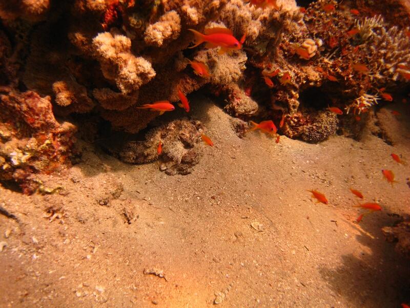 Scoprionfish