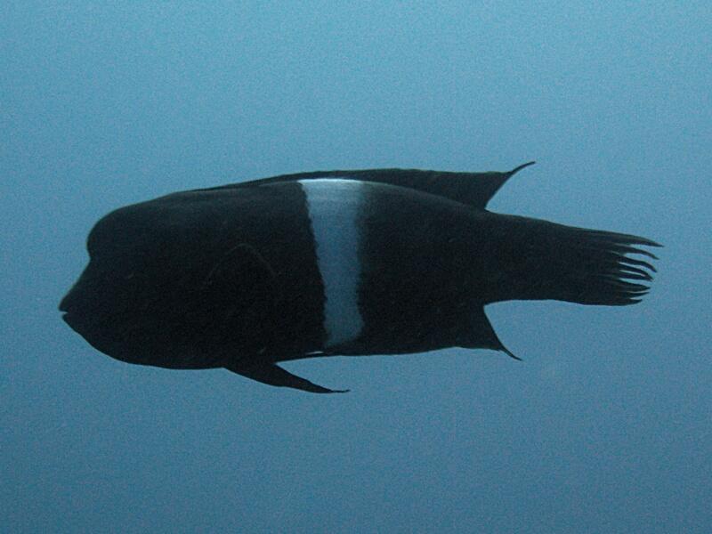 Clown Coris Wrasse