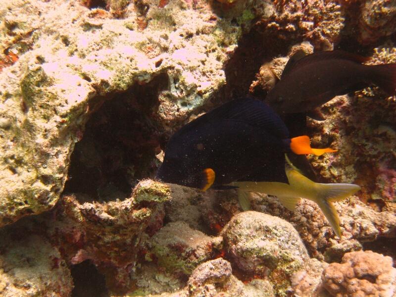 Blue Sailfin Tang