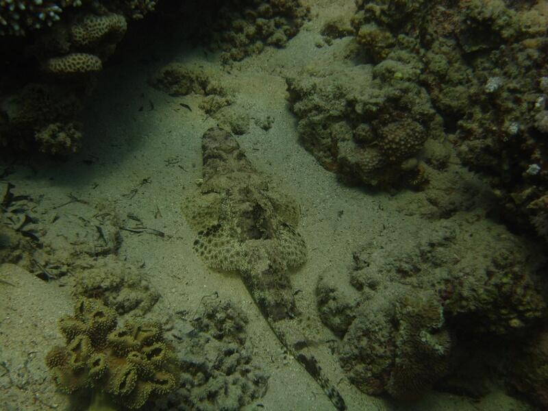 Crocodilefish
